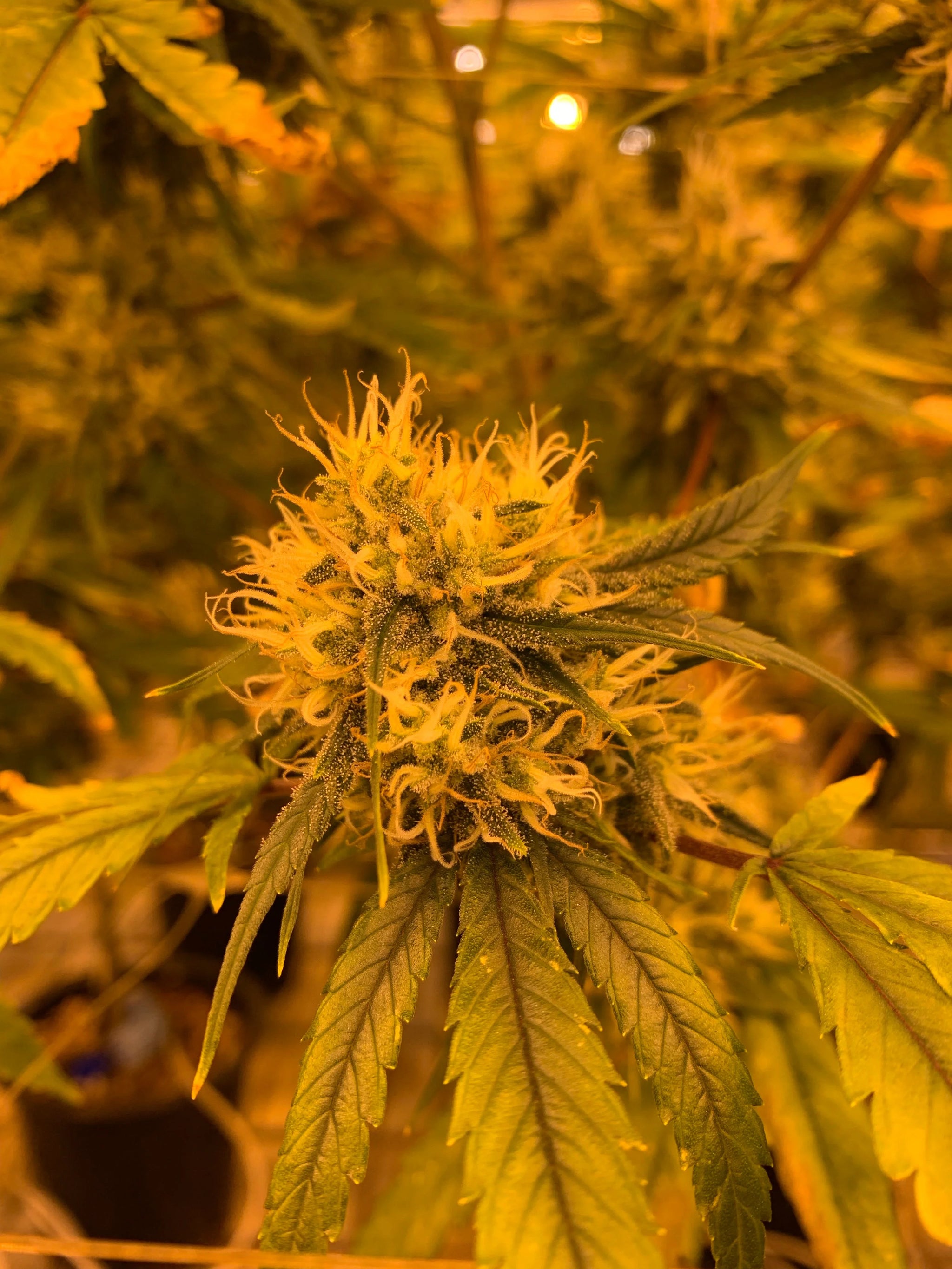 CBD Blueten Die perfekten Option fuer deine Beduerfnisse