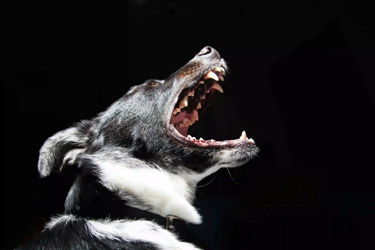 Hundegebell: 5 Tipps, um das Hundegebell in Sekundenschnelle zu stoppen