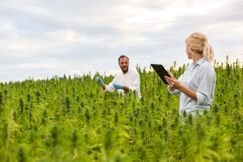 Mann und Frau prüfen Cannabis-Plantage