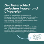 Ingwer Kapseln