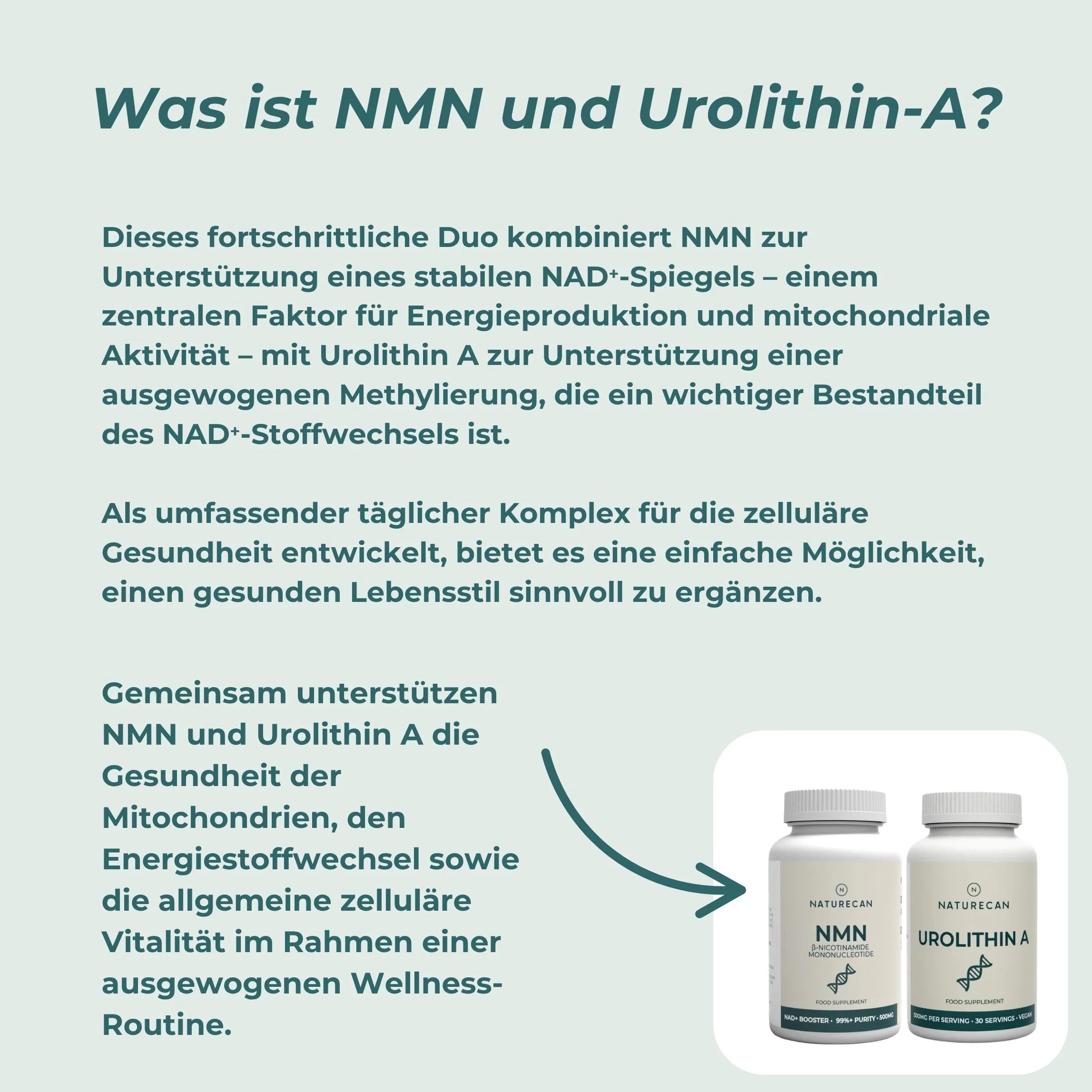 Mitochondrien-Komplex