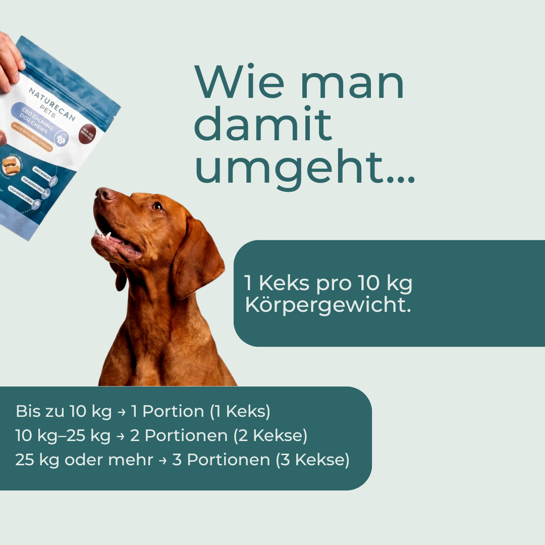 Friandises pour chiens au CBD pour plus de paix intérieure