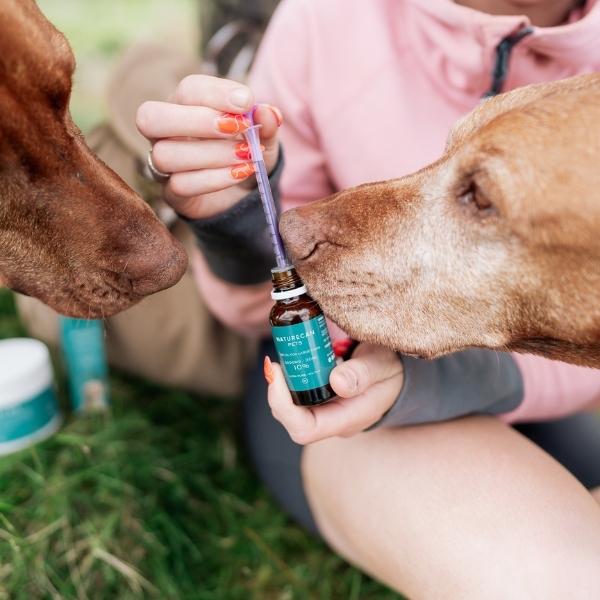 Dosierung CBD Öl Hunde