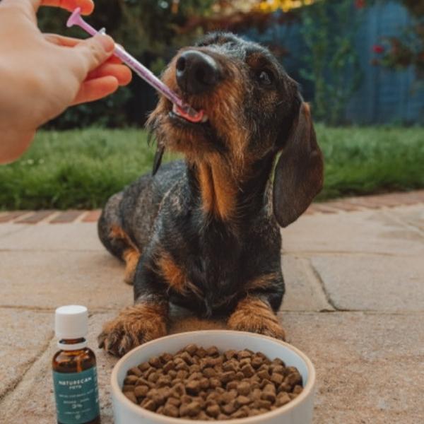 Kleiner Hund CBD Öl